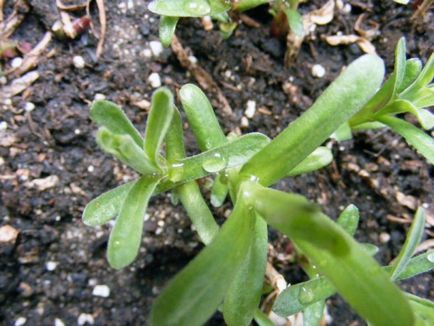 Tarhonul (tarhon) - în creștere din semințe