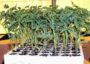 Tehnologia de tomate în creștere în cabana de vară