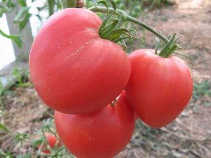 Tomate carne de vită inima - descrierea soiului cu o fotografie, comentarii