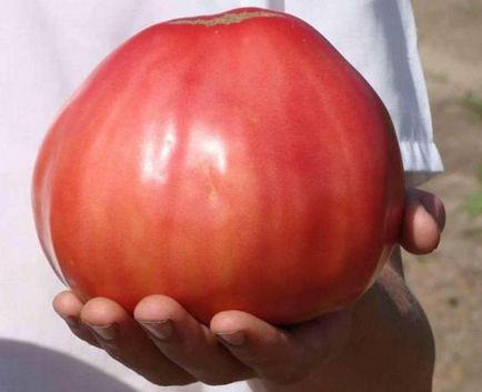 Tomate carne de vită inima - descrierea soiului cu fotografii, recenzii (fotografii) Tomate carne de vită inima - descrierea soiului cu o fotografie, comentarii