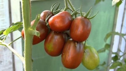 Descriere tomate negru Moor a soiului de tomate