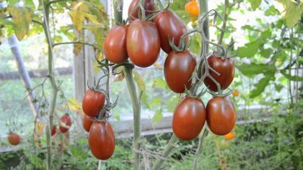 Tomate Descriere Moor neagră a soiului de tomate (maur) Descriere tomate negru Moor a soiului de tomate