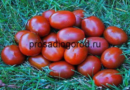 Descrierea de tomate negru Moor a soi, cultivarea, fotografie și video