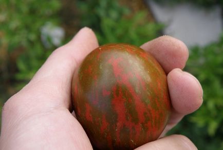 soiuri de tomate negru Moor de tomate, localizare, comentarii, fotografii și video
