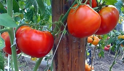 Tomate „Cardinal“ - comentarii, fotografii, descrierea și caracteristicile soiurilor