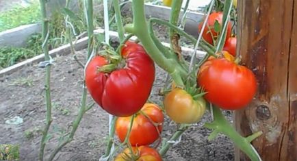 Tomate „Cardinal“ - comentarii, fotografii, descrierea și caracteristicile soiurilor