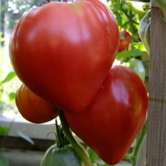 Tomate Caracterizarea și descrierea soiului „Cardinal“