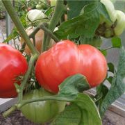Tomate urs laba (50 poze) descrierea soiului de roșii, comentarii, video