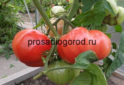 Tomate Descrierea urs labă a soiului, cultivarea de tomate caracteristic, foto și video