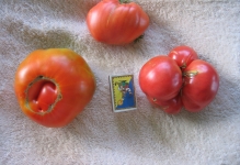 Tomate poartă comentarii ale labei și roșii foto și descrierea soiului, productivitatea