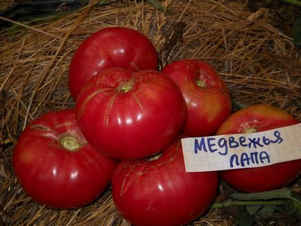 Tomate poartă comentarii ale labei și roșii foto și descrierea soiului, productivitatea