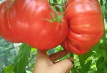 Tomate poartă comentarii ale labei și roșii foto și descrierea soiului, productivitatea