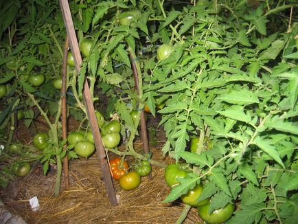 Tomate poartă comentarii ale labei și roșii foto și descrierea soiului, productivitatea