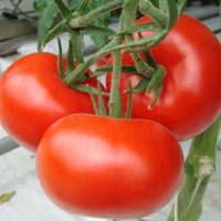 Tomate „labă de urs“ randament evaluări fotografie