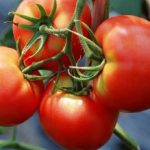 Tomate „labă de urs“ randament evaluări fotografie