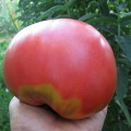 Tomate și rachete - descrierea caracteristicilor soiurilor și recenzii