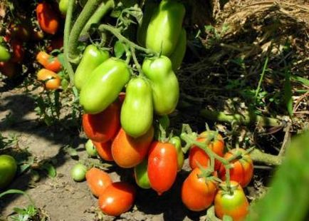 Tomate comentarii rachete, fotografii, care au plantat