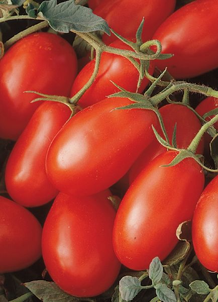 Tomate și rachete caracteristică descrierea soiului, fotografii, comentarii, în creștere de la semințe, video