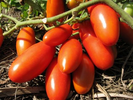 Tomate și rachete caracteristică descrierea soiului, fotografii, comentarii, în creștere de la semințe, video