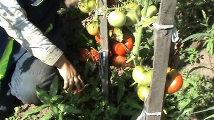 Tomate Descrierea „Cap de Monomakh“ si caracterizare, de reproducere, fotografii