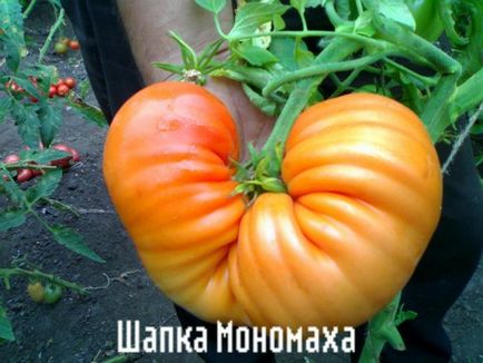 Tomate Descrierea „Cap de Monomakh“ si caracterizare, de reproducere, fotografii