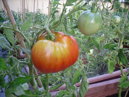 Tomate Descrierea „Cap de Monomakh“ si caracterizare, de reproducere, fotografii