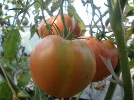 Tomate Descrierea „Cap de Monomakh“ si caracterizare, de reproducere, fotografii