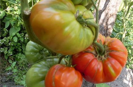 Tomate „Cap de Monomakh“ - comentarii, fotografii, caracteristicile și descrierea soiului