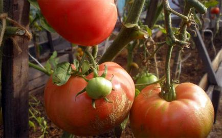 Tomate „Cap de Monomakh“ - comentarii, fotografii, caracteristicile și descrierea soiului