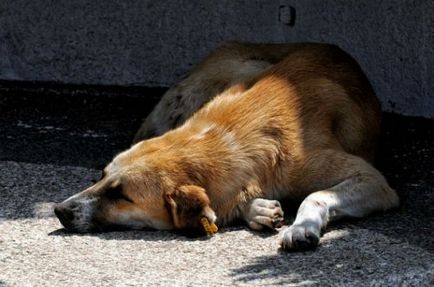 Top 25 câini restante care au fost în stare să facă imposibilul