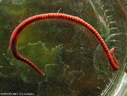 Trubochnik hranei pentru metode de purificare depozitare piscicultura, pesti de acvariu (trubochnik) furaje Tubifex pentru metodele de stocare piscicultura de purificare, pești de acvariu