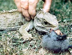 Tuatara, Tuatara sau