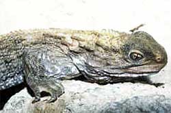 Tuatara, Tuatara sau