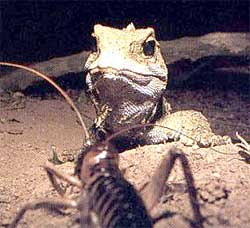 Tuatara, Tuatara sau