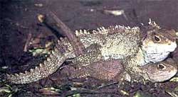 Tuatara, Tuatara sau