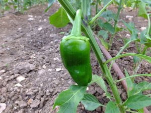 Fertilizarea răsaduri de pepper pepper decât hrana după Pat