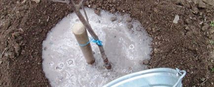 cireșe Îngrășământ în primăvara, vara și toamna sistemului și recomandări (cires) cireșe Îngrășământ în primăvara, vara și toamna sistemului și recomandări