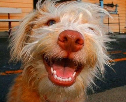 Câinii sunt capabili să râdă de toți câinii