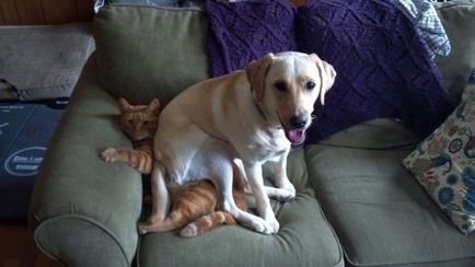 momente hilare ale vieții împreună câini și pisici, umkra