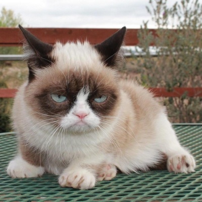 Cat Dull (Cat Grumpy, pisica morocănos) în Friskies publicitate