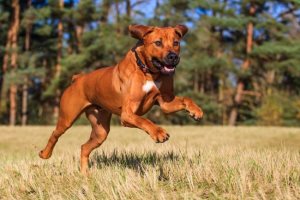 Câinele a inflamat ganglionilor limfatici în tratamentul gâtului, lumea de pisici și câini