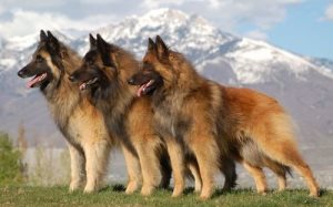 Câinele a inflamat ganglionilor limfatici în tratamentul gâtului, lumea de pisici și câini