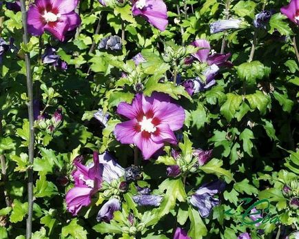 Îngrijire și hibiscus de reproducție grădină foto și video de instruire