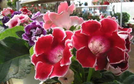 Îngrijire la domiciliu pentru Gloxinia - plantare și îngrijire Gloxinia cultivare, udare si boala (Gloxinia) Îngrijire la domiciliu pentru Gloxinia - plantare și îngrijire Gloxinia cultivare, udare și boala
