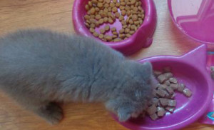 Grija pentru educație pisici, produse alimentare (video)