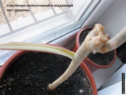 Dracaena Care (îngrijire) Îngrijire dratsenu