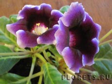 Îngrijire Gloxinia, conținutul Gloxinia și cultivarea - plante de interior și flori
