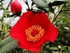 Îngrijire condițiile de creștere Camellia și îngrijirea plantelor de interior Camellia