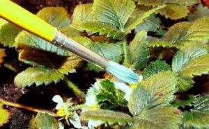 Grija pentru căpșuni în timpul înfloririi (irigare, fertilizare, polenizare) (înflorire) Grija pentru căpșuni în timpul înfloririi (irigare, fertilizare, polenizare)