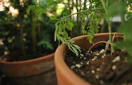 Grija pentru plante de apartament dressing, duș, schimbare